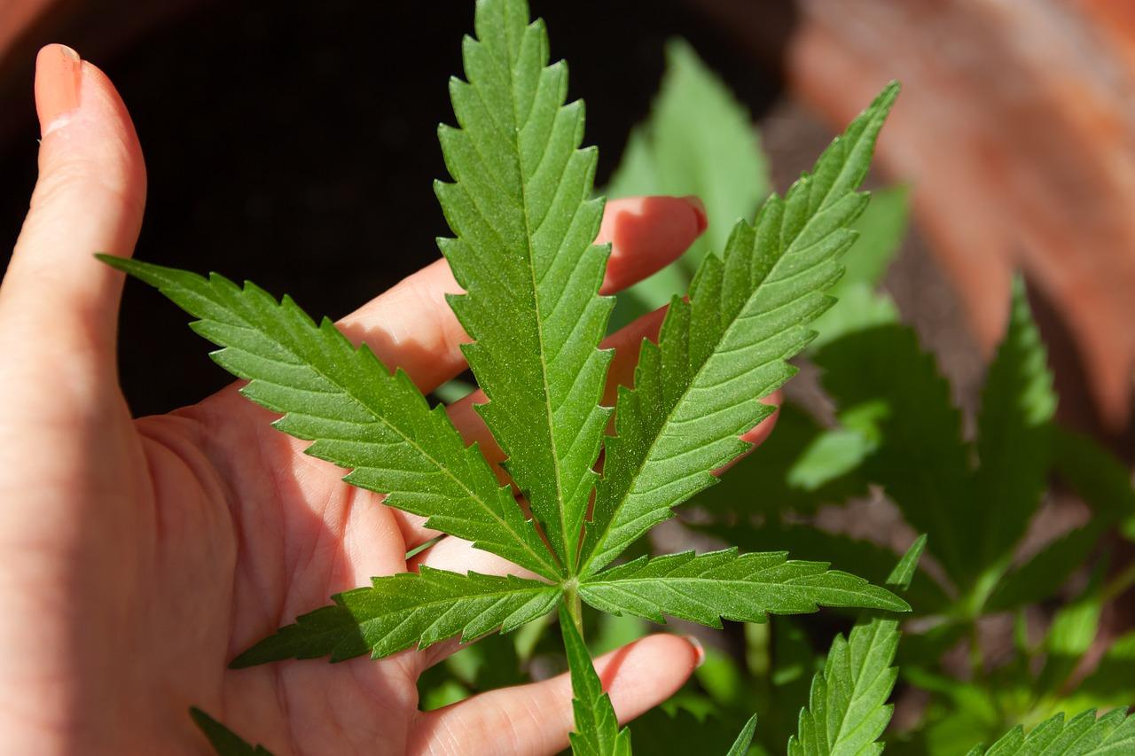 Canabis, Cbd, Marijuana, Cáñamo