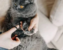 Image of cute cat with perfectly trimmed nails