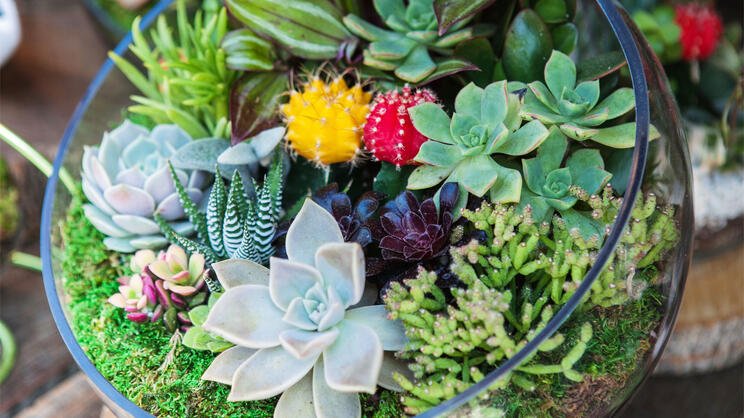 Miniature cactus succulent plant in a glass vase