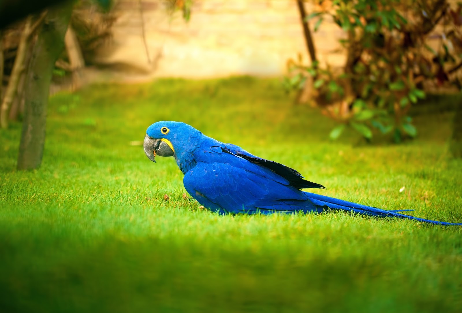 Blue Parrots For Sale