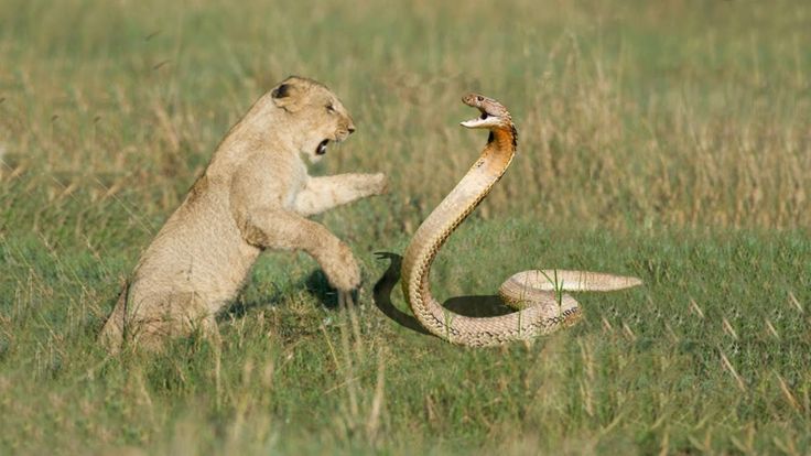 Do Lions Eat Snakes