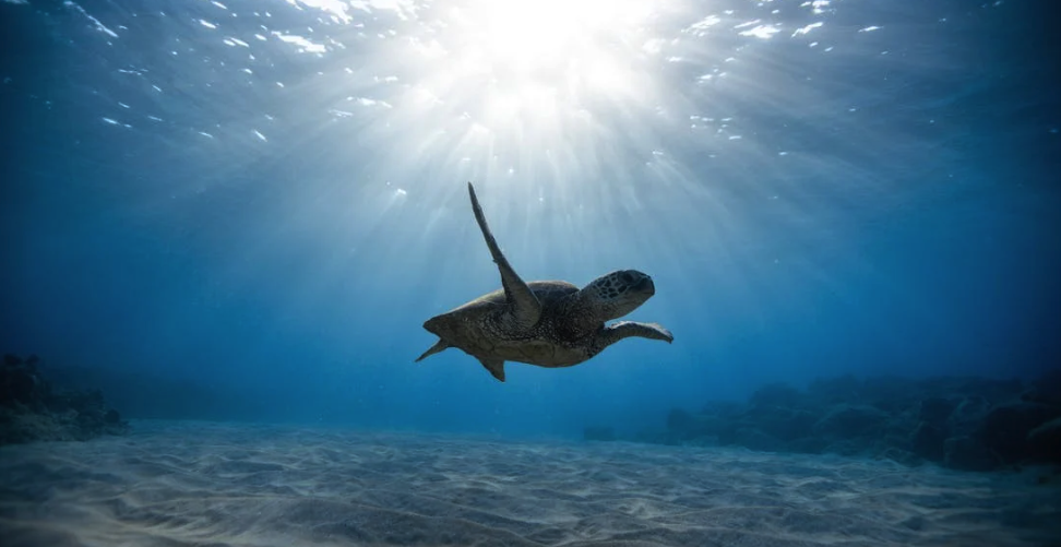 A turtle swimming in the ocean

Description automatically generated