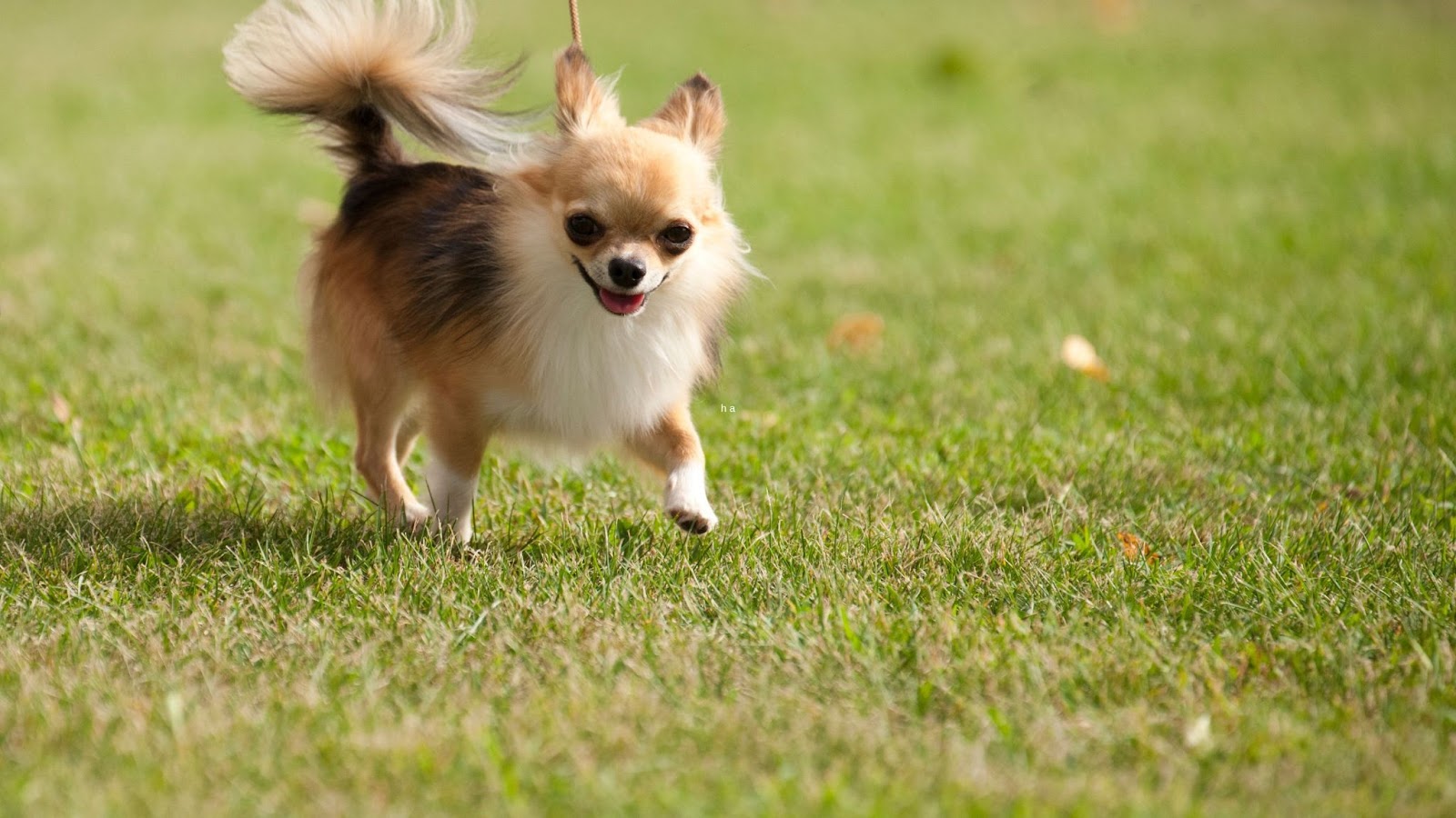 Long hair teacup chihuahua running on grass