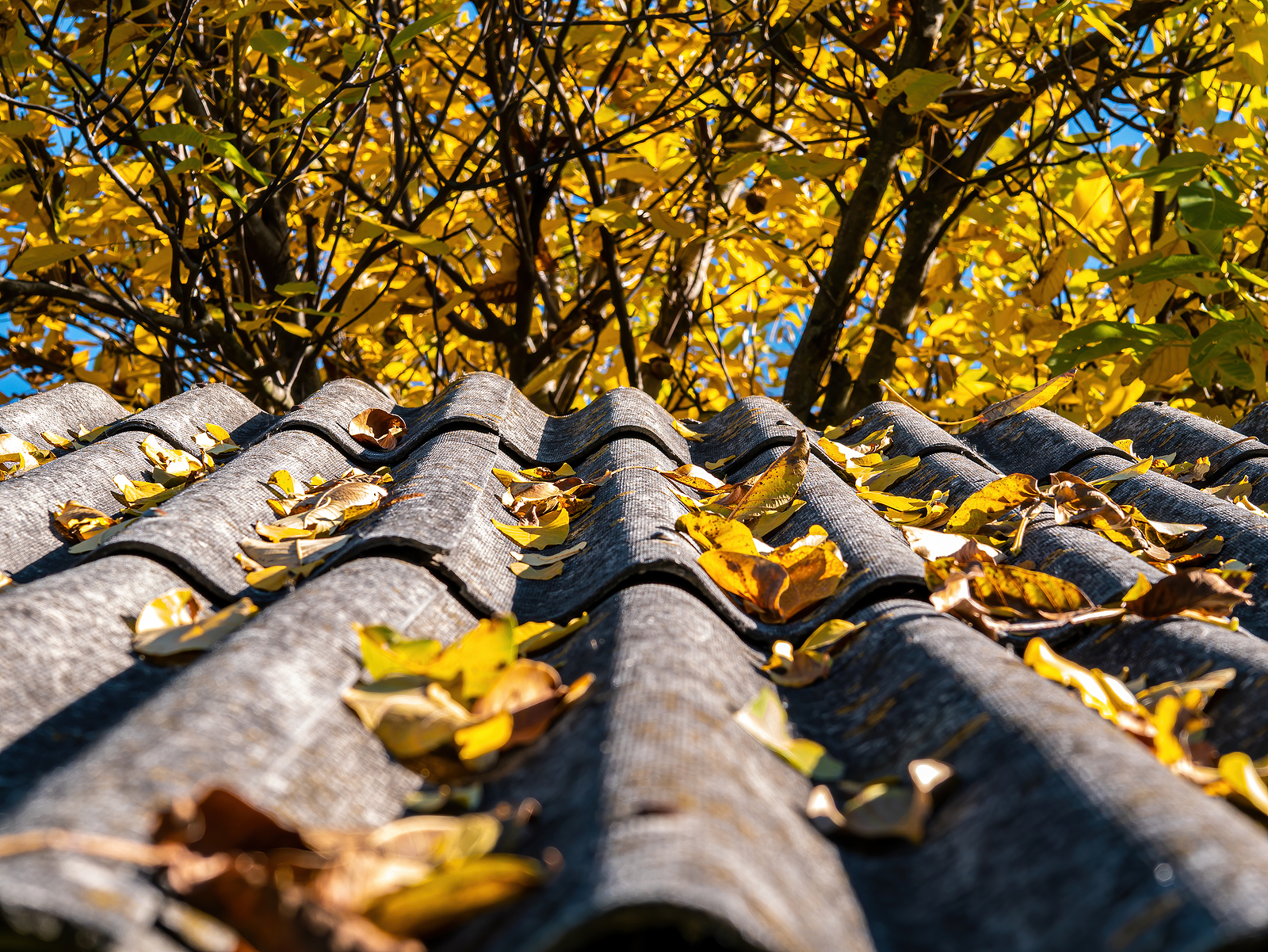 Shingle roof maintenance on home in Wisconsin with leaves on it
