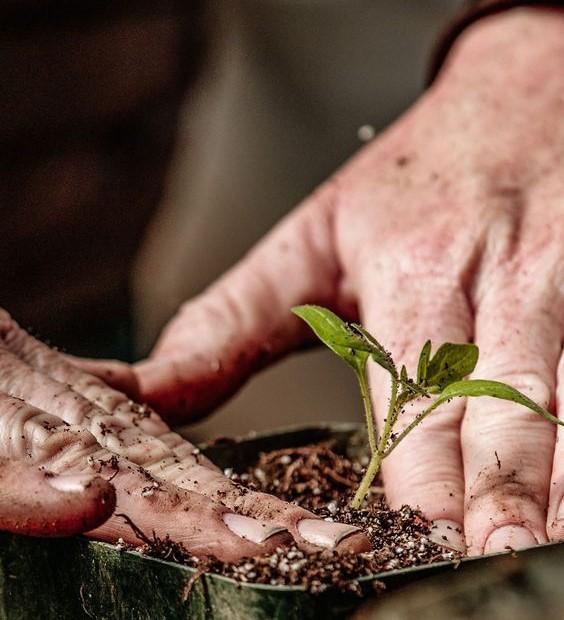 Replant Your Ferns