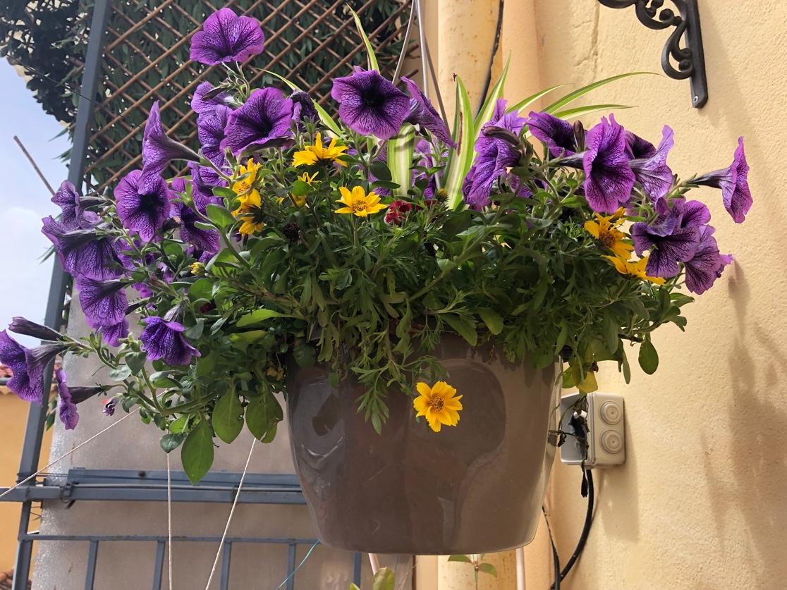 A potted plant with purple flowers

Description automatically generated