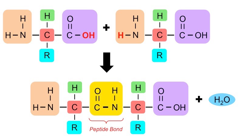 peptide bond