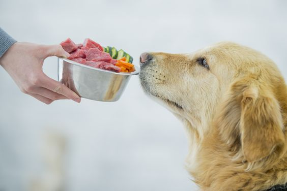 Dog sniffing a healthy diet bowl