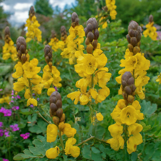 Conclusion: Bask in the Beauty of Bladder Senna