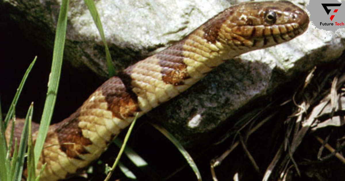 Snakes of Pennsylvania