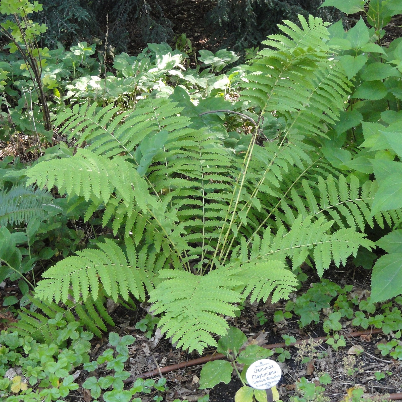Interrupted Fern (Osmunda claytoniana)