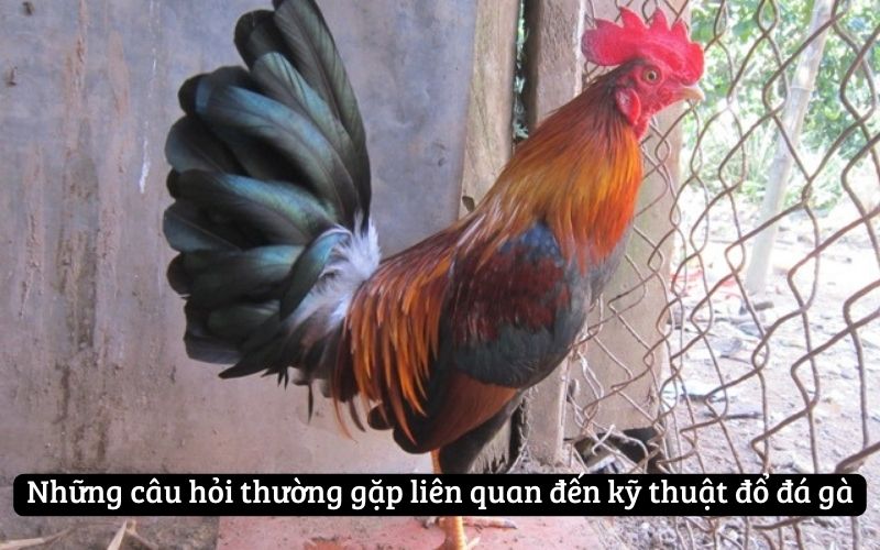 Những câu hỏi thường gặp liên quan đến kỹ thuật đổ đá gà