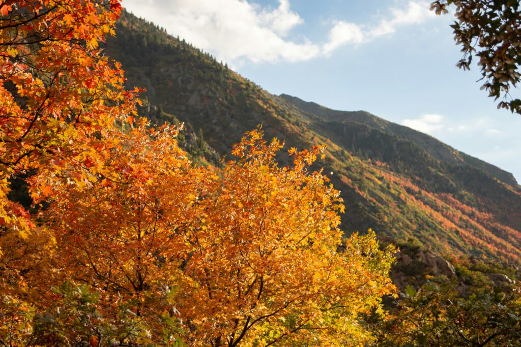 utah mountains forests, family reunion location