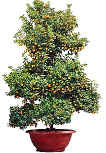 A tree with oranges growing on it

Description automatically generated