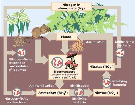 Nitrogen_Cycle