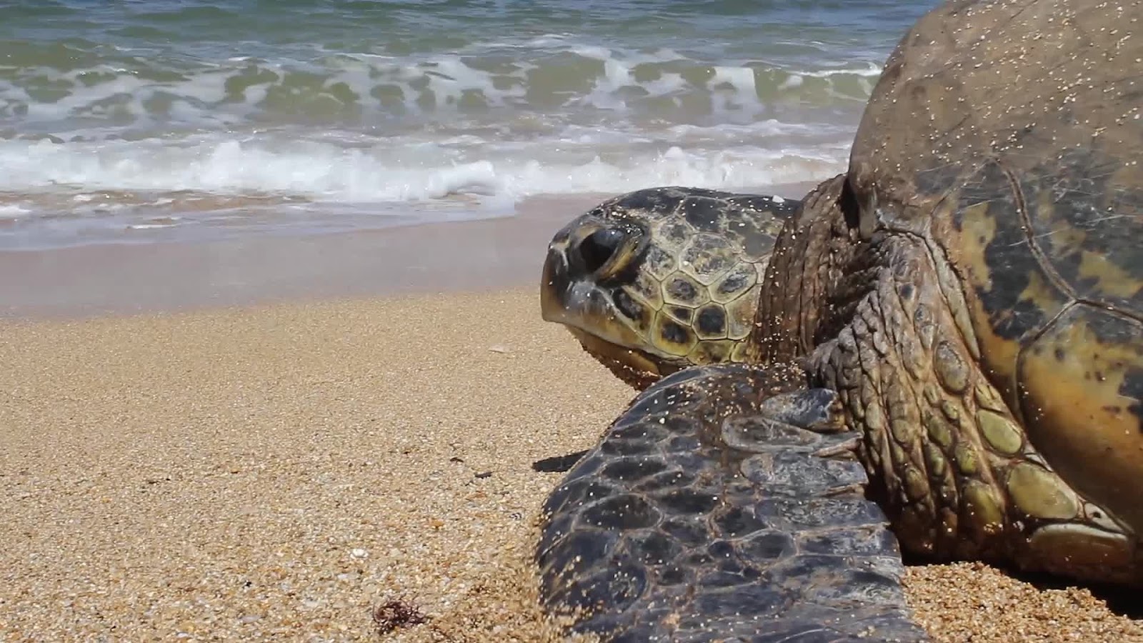 Best Places To See Turtles In Oahu