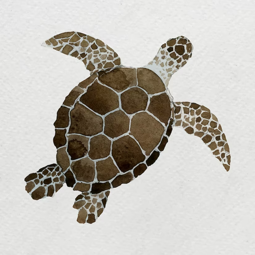 Differenze tra le tartarughe in base alla specie: