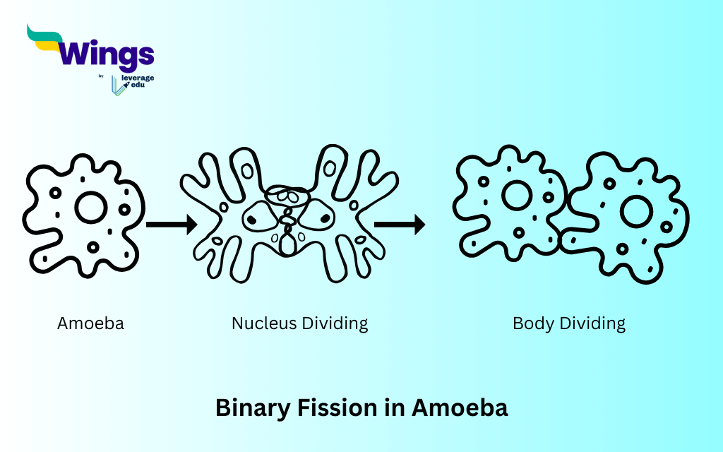 Class 8 Science Chapter 6: Reproduction in Animals: Binary Fission in Amoeba: Amoeba