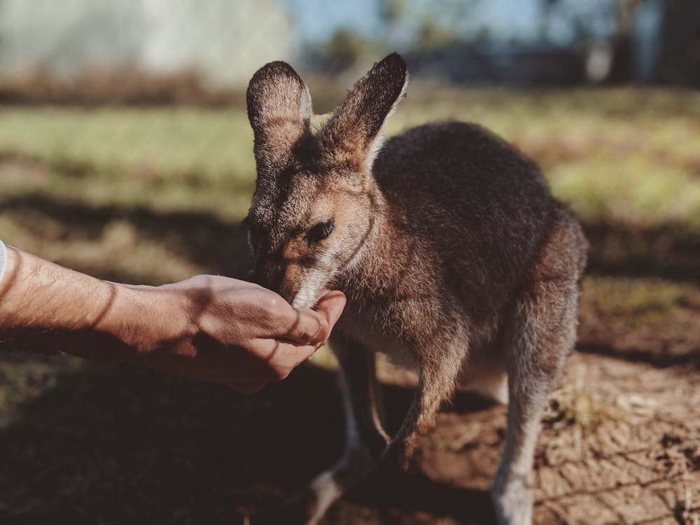 what to take on a zoo trip