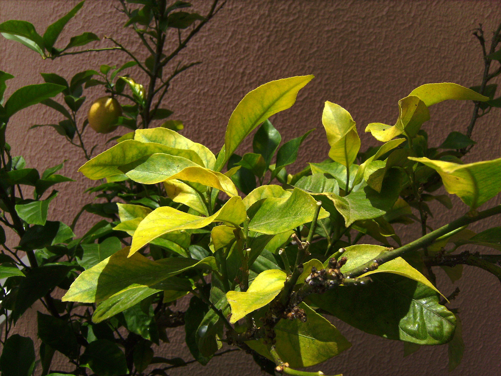 Iron Chlorosis