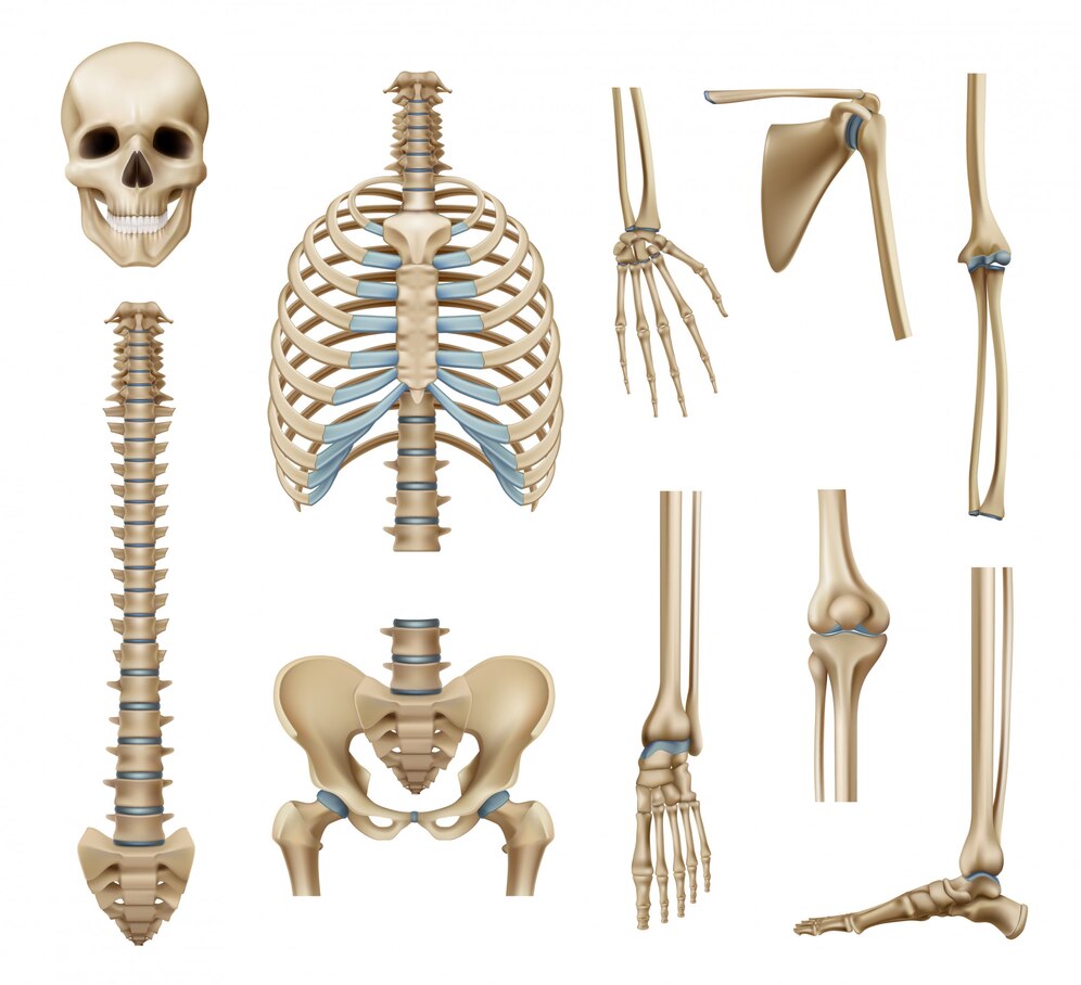 Tổng hợp một số loại xương trong cơ thể người