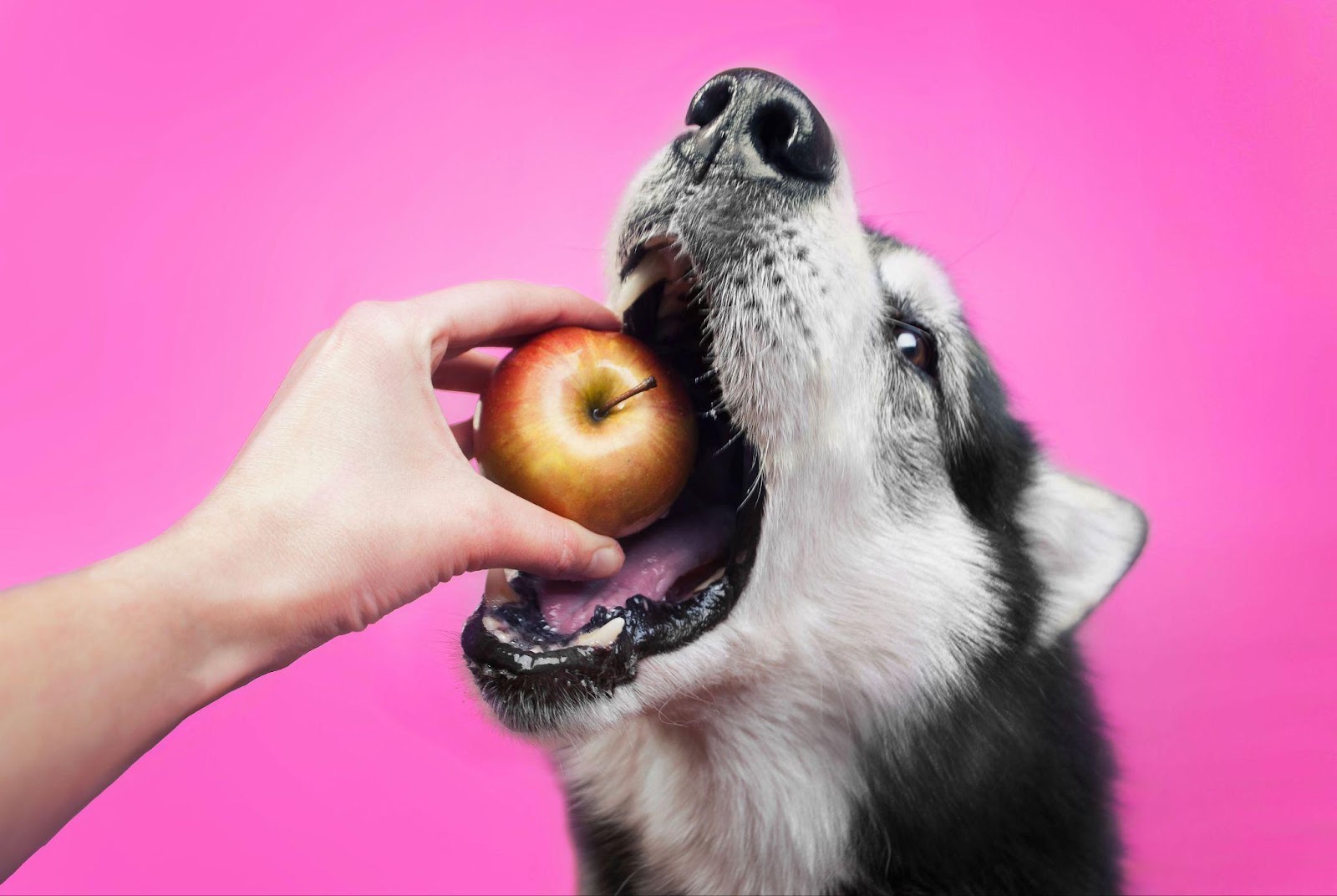 cachorro comendo maçã