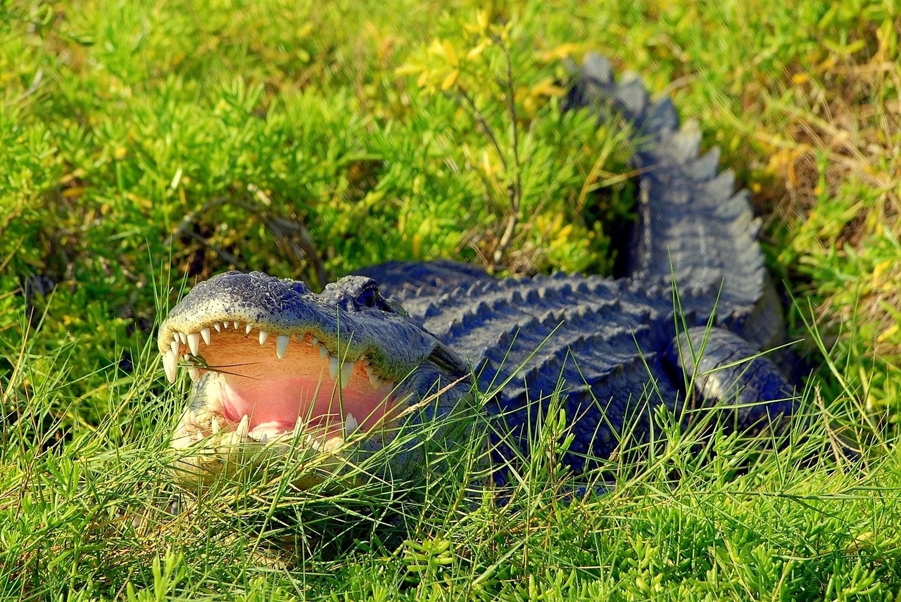 A gator bathes in the sun at Wild Florida