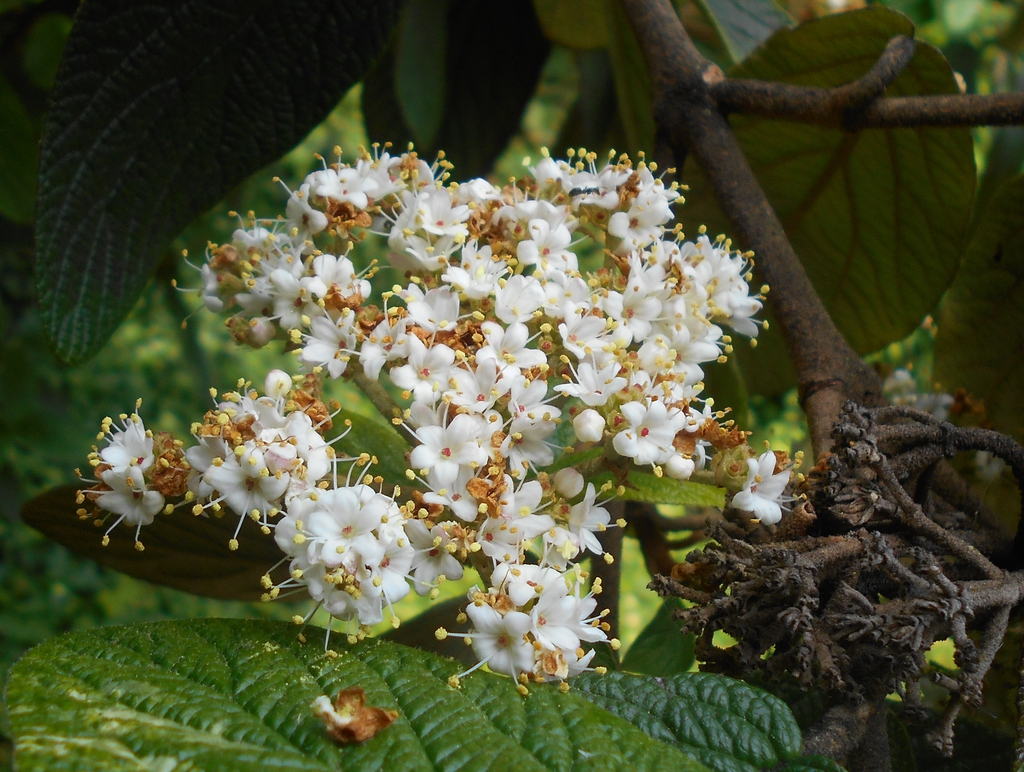 Leatherleaf Viburnum (Viburnum rhytidophyllum)