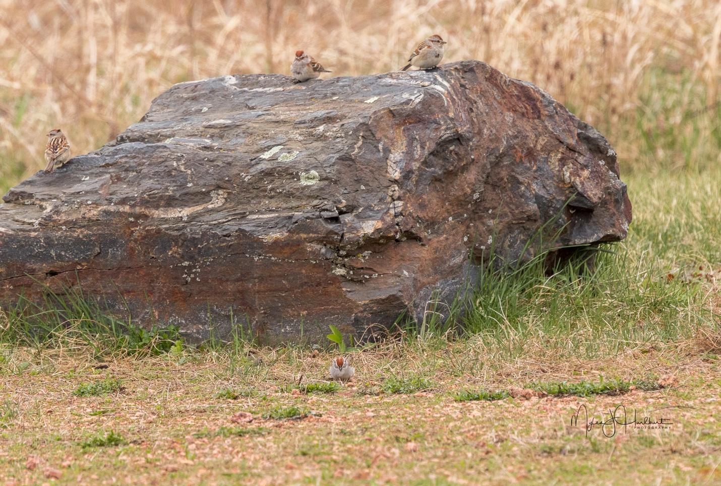 A group of birds on a rock

Description automatically generated