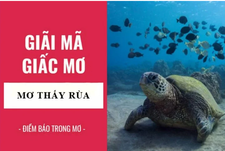 Tổng quan về giấc mơ thấy rùa