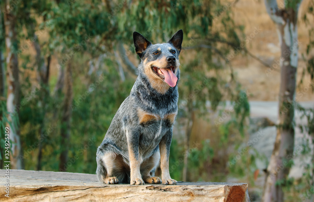 blue heeler