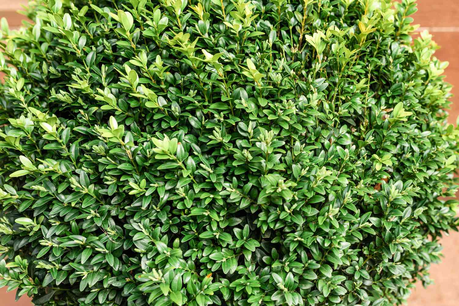 Boxwood (Buxus spp.)