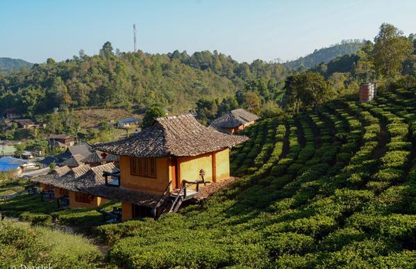 Quan cảnh nhìn từ trên cao của đồi chè lớn nhất Chiang Rai