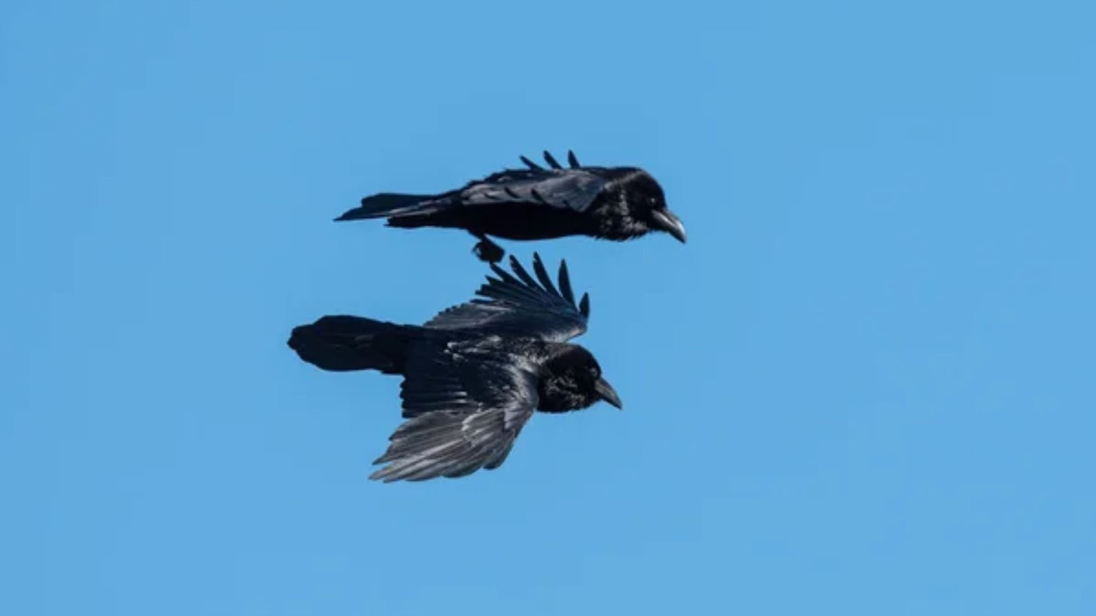 2 Black Birds Spiritual Meaning