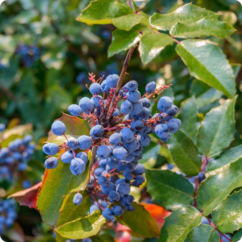 Oregon Grape (Mahonia aquifolium)