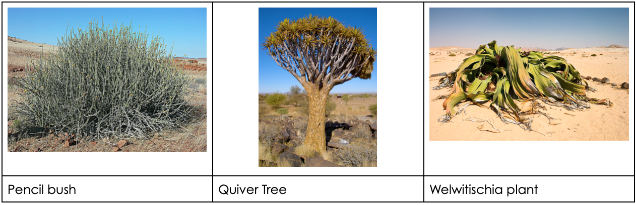 namibia drought case study gcse