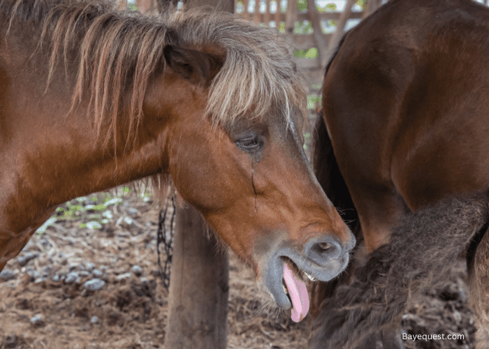Has a Horse Ever Vomited?