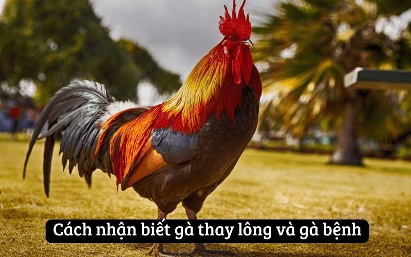 Cách nhận biết gà thay lông và gà bệnh