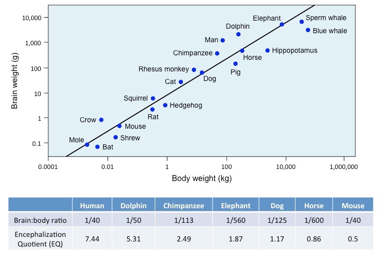 encephalization