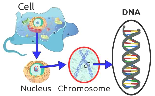 Location of DNA in eukaryotic cell chromosomes