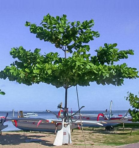 pohon ketapang laut