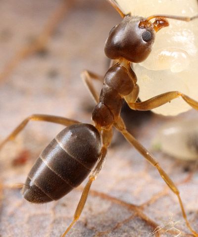 Odorous ants