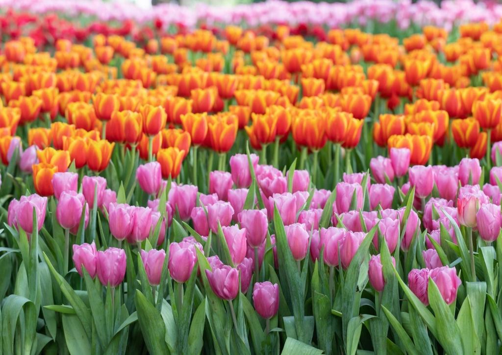 Ein Bild, das Tulpe, Damen-Tulpe, Pflanze, draußen enthält.

Automatisch generierte Beschreibung