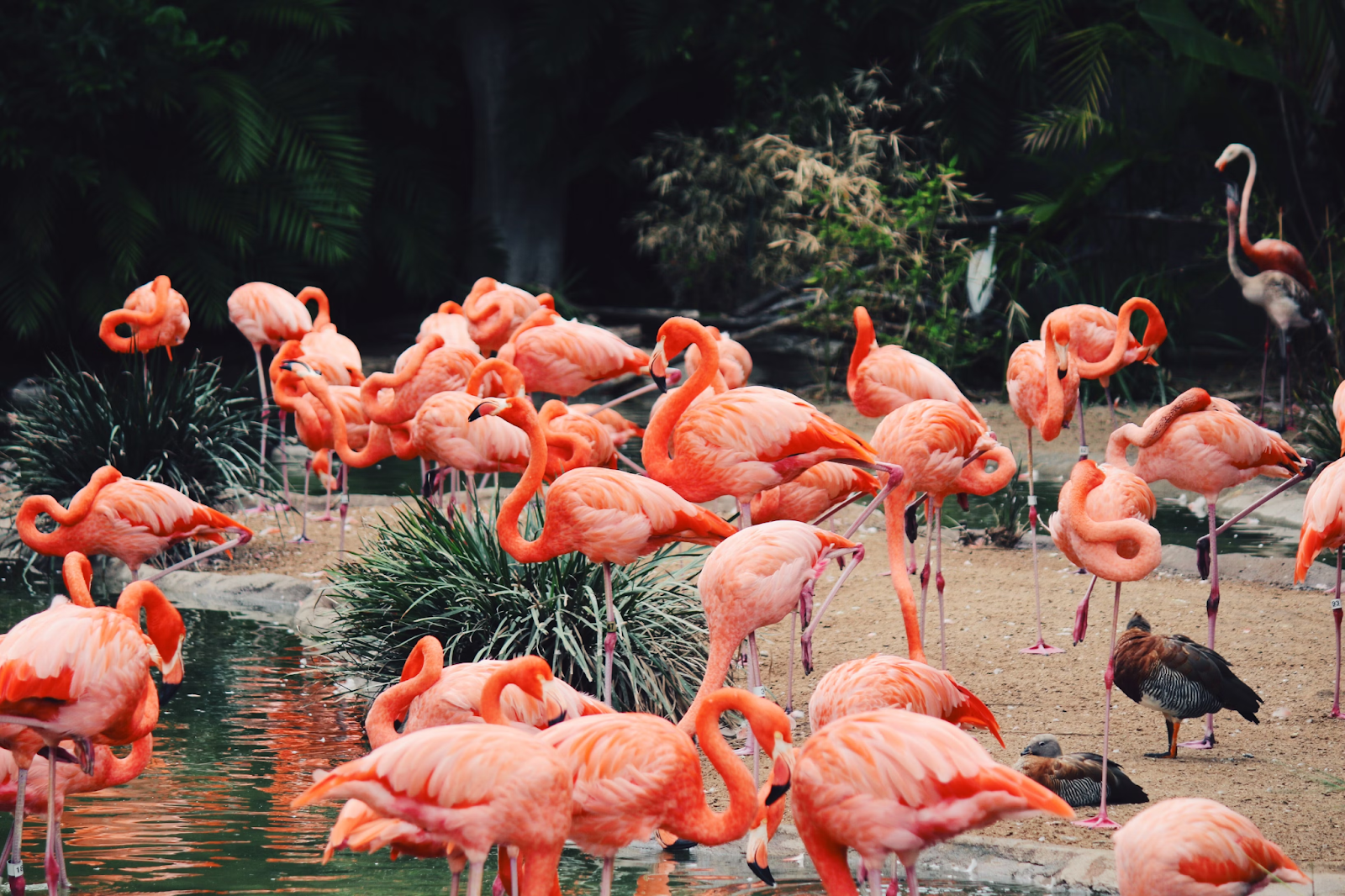 Alt Text: A vibrant flock of flamingos clustered at the edge of a water feature in the San Diego Zoo, their pink feathers bright against the greenery
