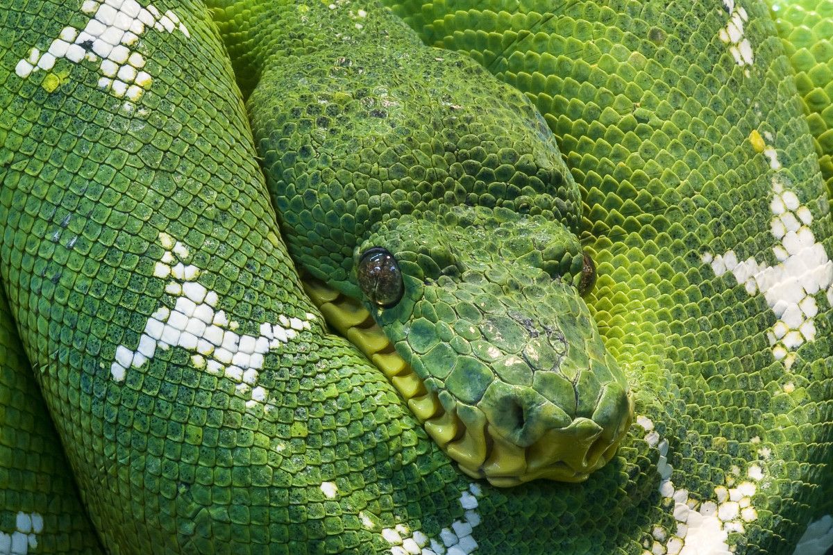 Concluding Thoughts on Dead Snake Dream Interpretations