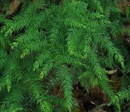 Climbing Asparagus fern