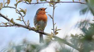 Escuchar el canto de los pájaros reduce la ansiedad y los pensamientos  paranoicos