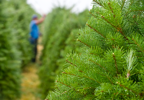 Christmas Tree in farm