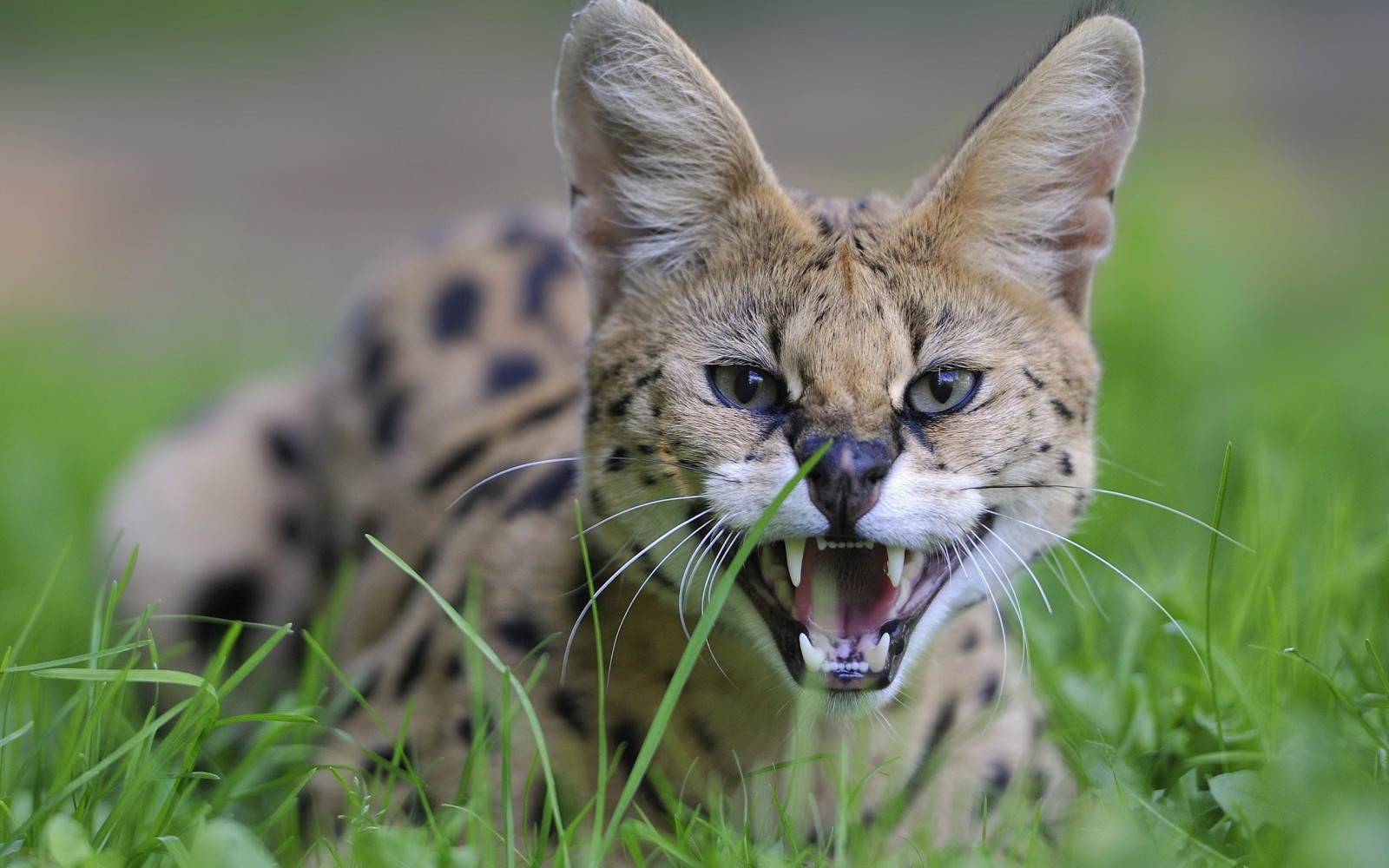 Savannah Cats In Texas