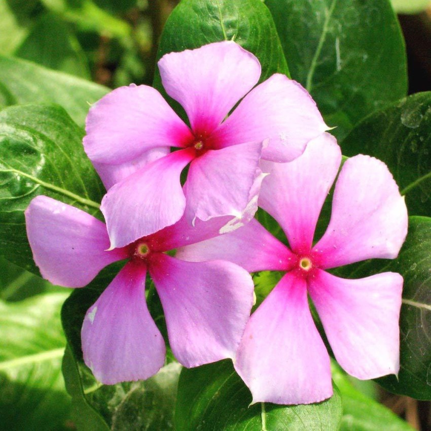 Greenursery Sadabahar/Periwinkle Plant Price in India - Buy Greenursery  Sadabahar/Periwinkle Plant online at Flipkart.com